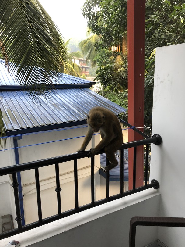 Aap op balkon