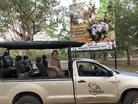 Safari