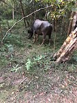 Buffel