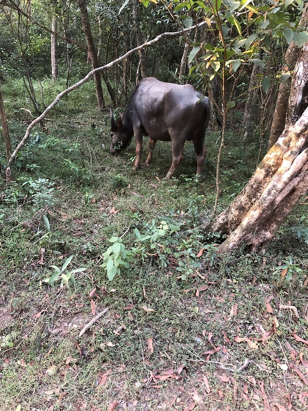Buffel