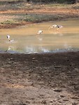 Wilpattu National Park