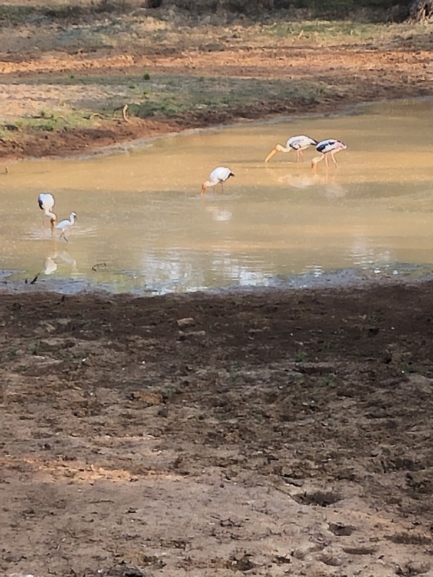 Wilpattu National Park