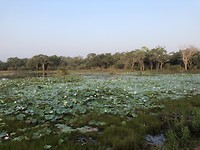 Wilpattu National Park