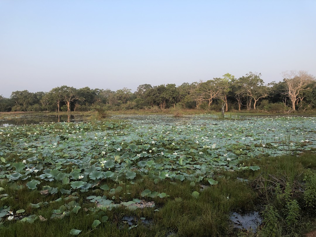 Wilpattu National Park