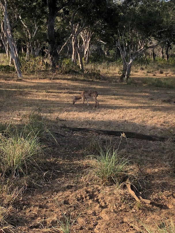 Bambi