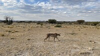 Cheetah