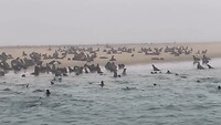 Heel veel zeehonden 🦭