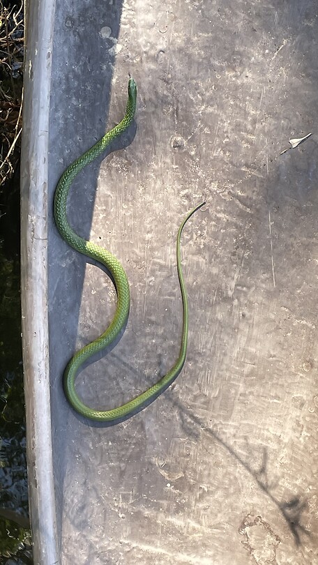 Groen Mamba 🐍