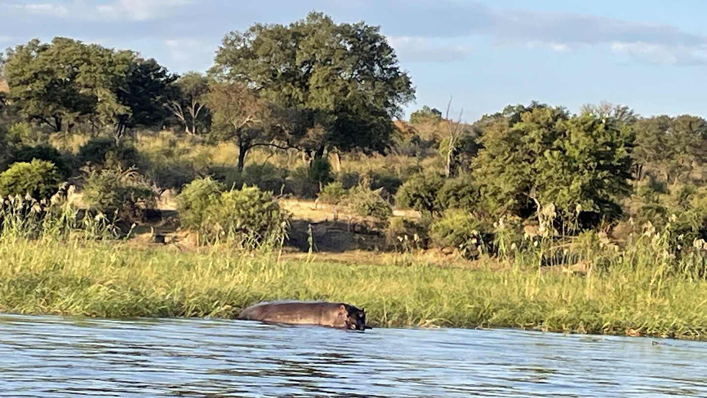 Nijlpaard 🦛