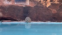 Bergmarmot drink water
