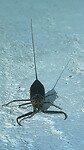 Soort kreeft 🦞
