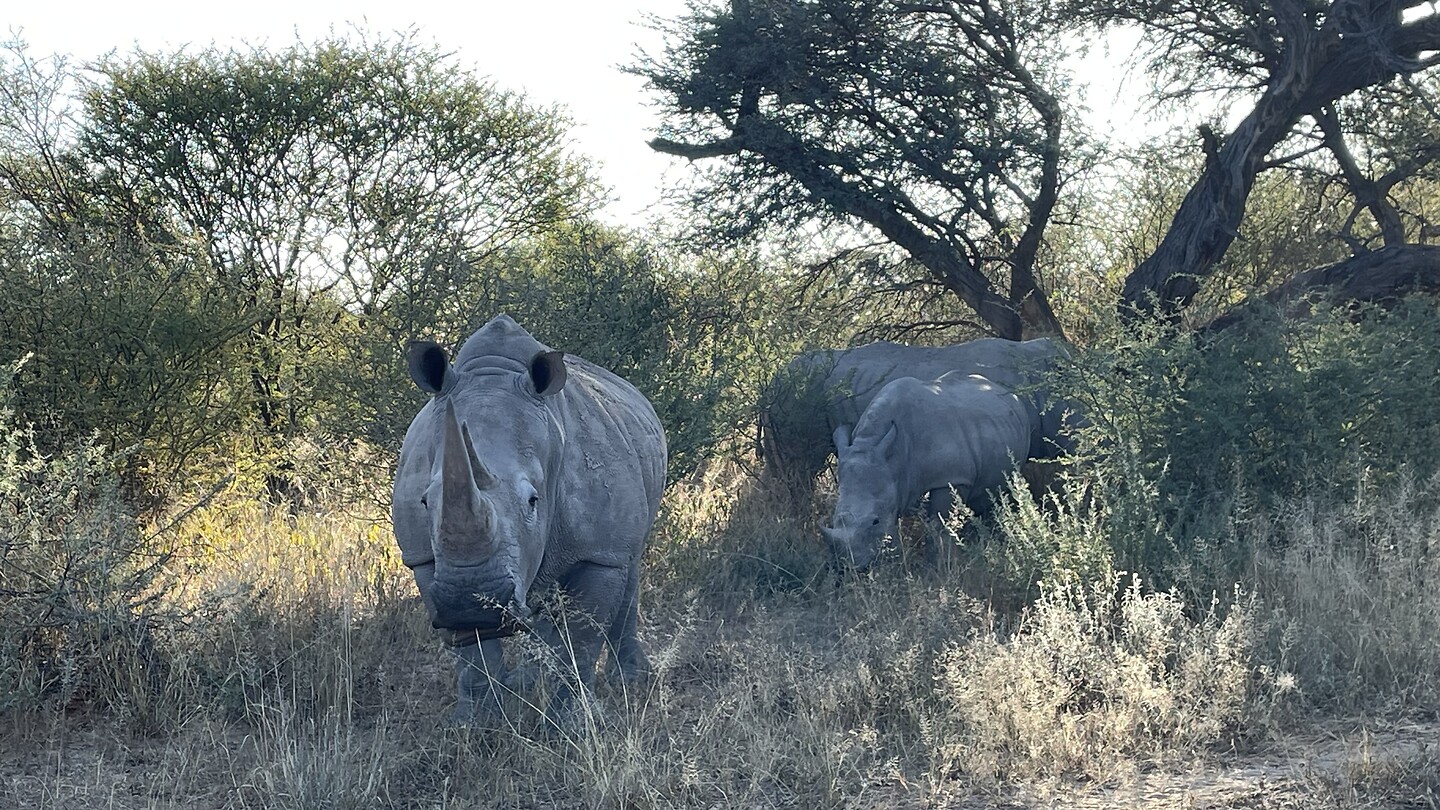 Het blijven mooie beesten 🦏