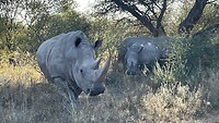 Moeder neushoorn, mannetjes neushoorn en haar kind