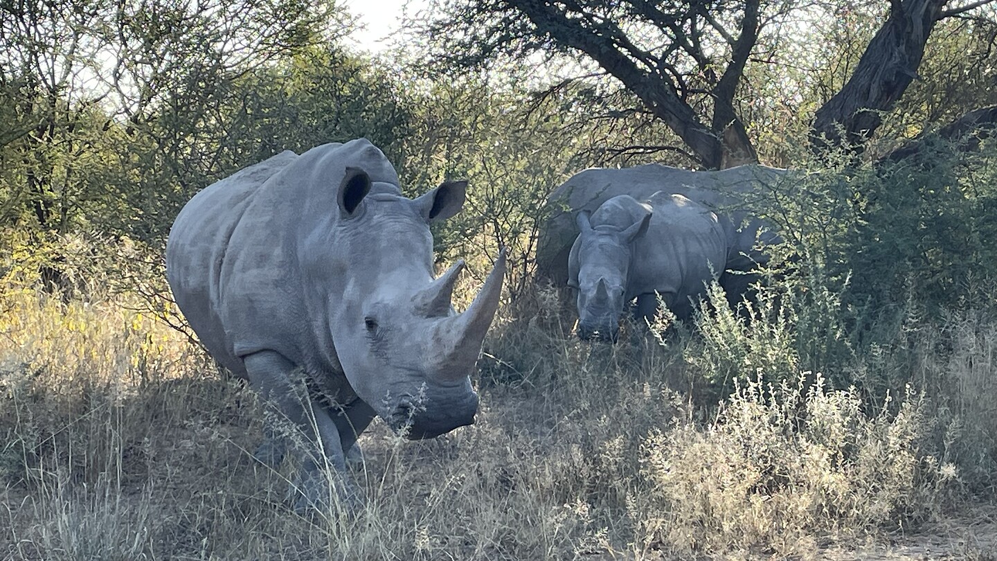 Moeder neushoorn, mannetjes neushoorn en haar kind