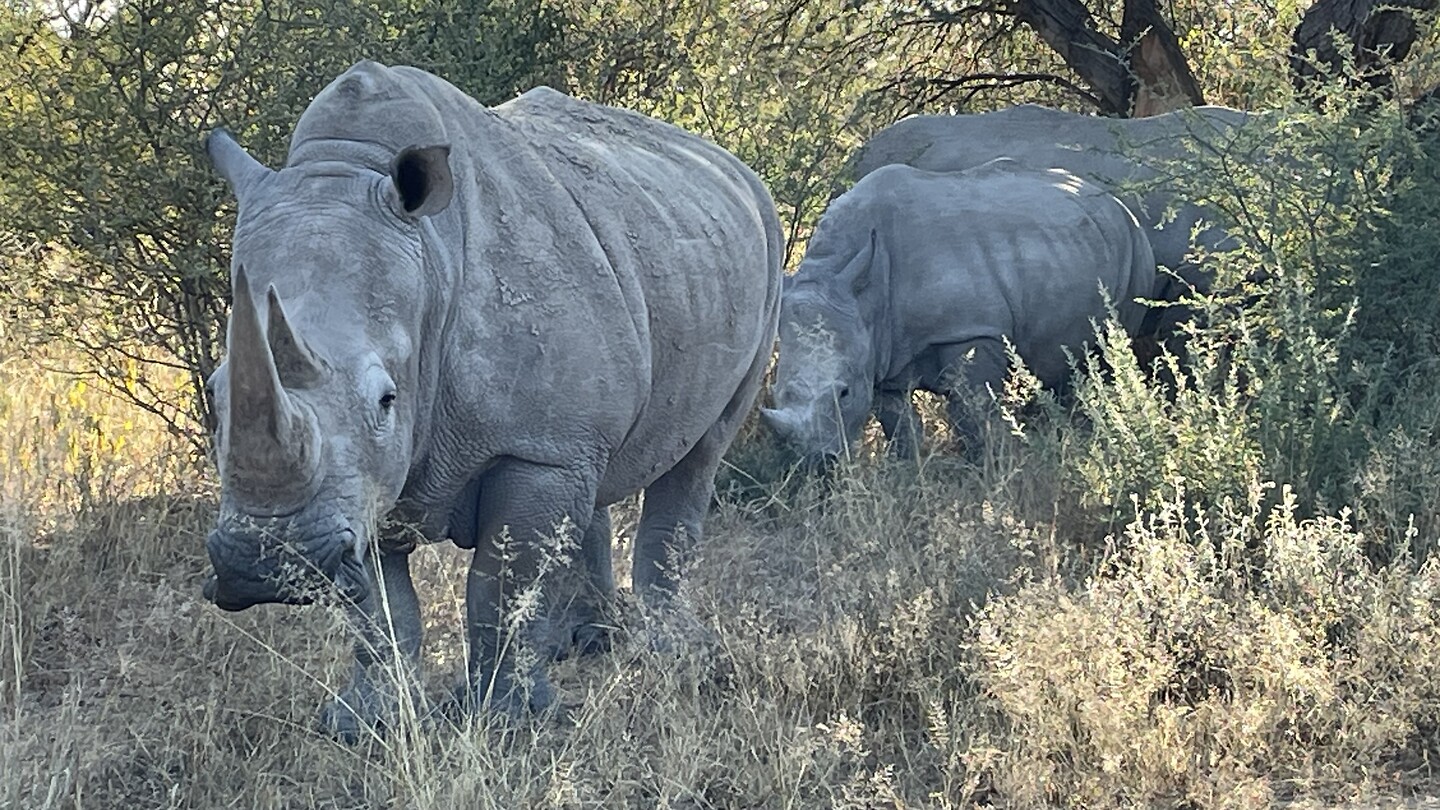 Hier staan 3 neushoorns 🦏 achter een struikgewas