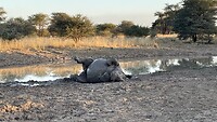 Moeder neushoorn 🦏 lekker badderen