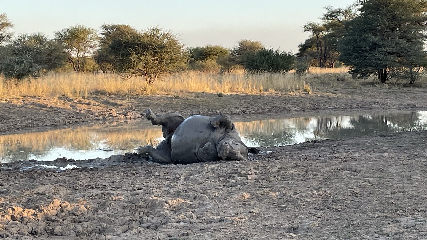 Moeder neushoorn 🦏 lekker badderen