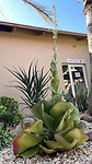 Cactus tuin bij ASCO, autoverhuurbedrijf