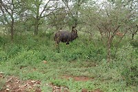 DSC00956