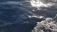 Dolfijnen langs onze boot