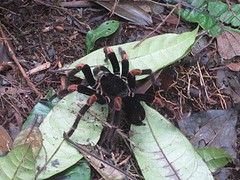 Tarantula