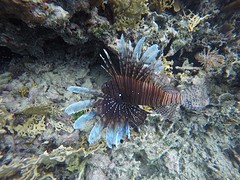 Lionfish gespot tijdens het snorkelen