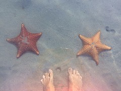 Starfish Beach - Bocas del Toro