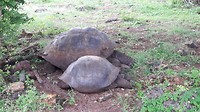 Reuzenschildpadden