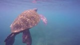 Snorkelen met een schildpad