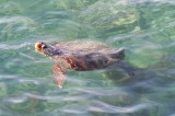 Toch nog een schildpad gezien :-)