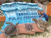 Schildpad