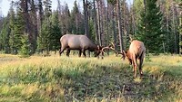 Elks having fun