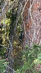 Woody woodpecker