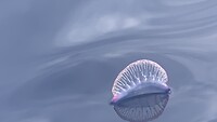 Portugees oorlogsschip