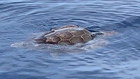 Zeeschildpad