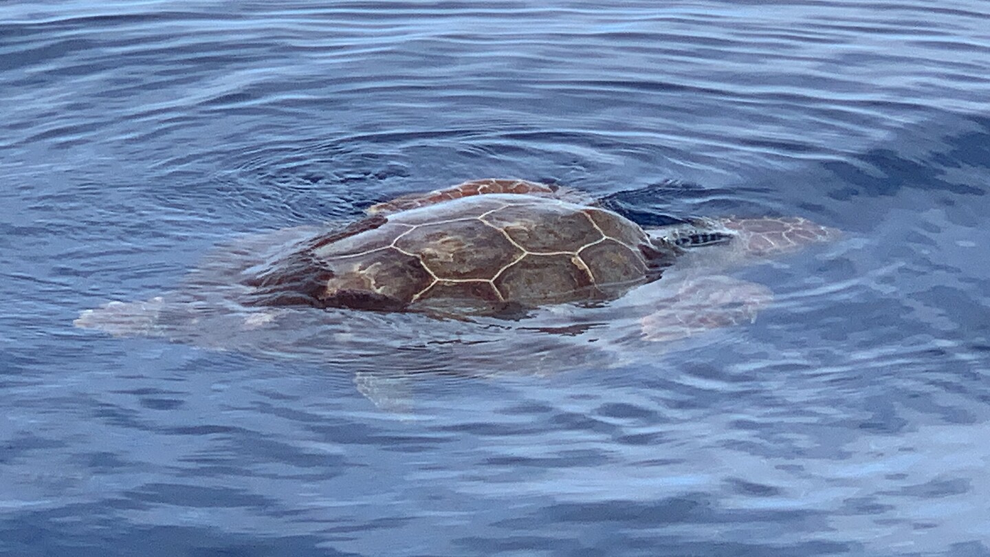 Zeeschildpad