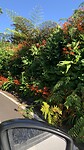 Bloemenweelde