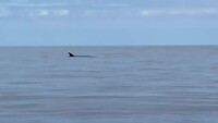 Walvis