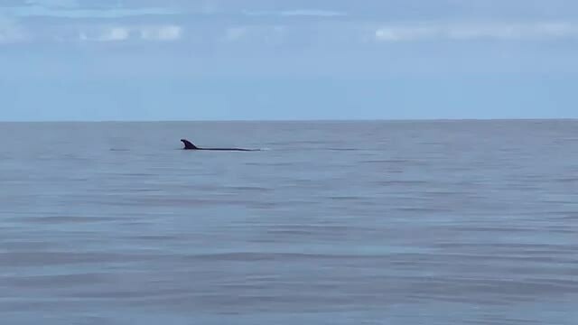 Walvis