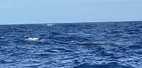 Walvis in vol ornaat