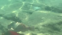 Visjes in kratermond op zee