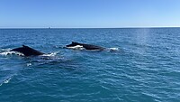 IMG_3534