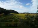 Napier