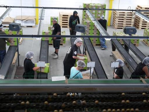 verpakken van de kiwi s  voor export