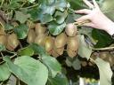 veel kiwi s