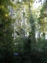Puketi Kauri forest