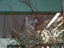 Featherdale Wildlife Park