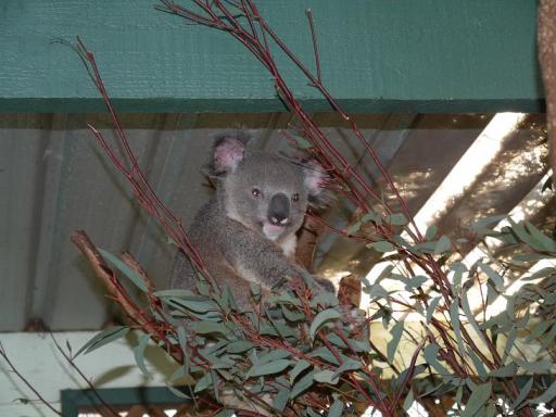 Featherdale Wildlife Park