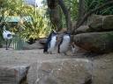 Featherdale Wildlife Park
