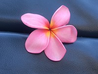 IMG_3538